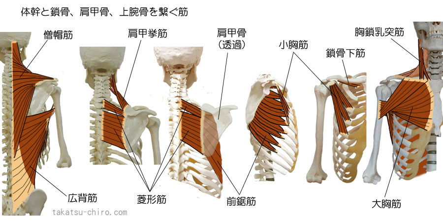 体幹と鎖骨・肩甲骨・上腕骨を繋ぐ筋肉