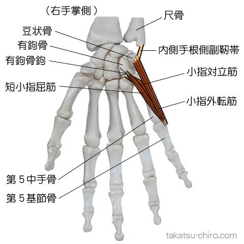 ディープ・バック・アームライン、上肢後側深層の筋膜ライン、手の部位、内側手根側副靭帯、豆状骨、有鉤骨鉤、小指外転筋、短小指屈筋、小指対立筋、第5中手骨、第5基節骨