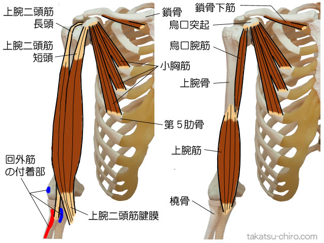 ディープ・フロント・アームライン、上肢前側深層の筋膜ライン、小胸筋から上腕の部位、第5肋骨、小胸筋、鎖骨下筋、烏口突起、烏口腕筋、上腕筋、上腕二頭筋短頭、上腕二頭筋長頭