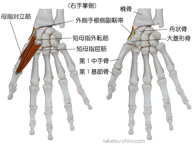 ディープ・フロント・アームライン、上肢前側深層の筋膜ライン、手の部位、外側手根側副靭帯、舟状骨、大菱形骨、短母指外転筋、短母指屈筋、母指対立筋、第1中手骨、第1基節骨