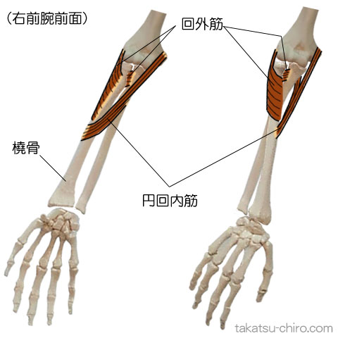 ディープ・フロント・アームライン、上肢前側深層の筋膜ライン、前腕の部位、回外筋、橈骨、円回内筋