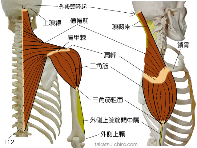 スーパフィシャル・バック・アームライン、上肢後側浅層の筋膜ライン、外後頭隆起、上項線、項靭帯、僧帽筋、三角筋、鎖骨、肩峰、肩甲棘、三角筋粗面、外側上腕筋間中隔、外側上顆