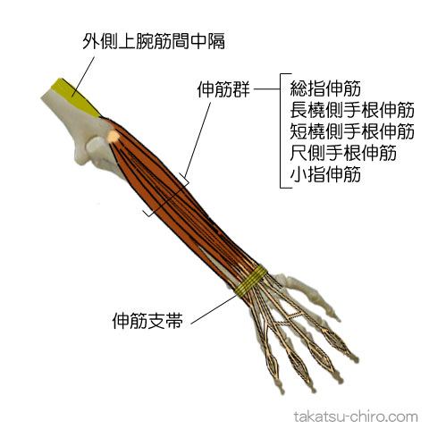 スーパフィシャル・バック・アームライン、上肢後側浅層の筋膜ライン、総指伸筋、長橈側手根伸筋、短橈側手根伸筋、尺側手根伸筋、小指伸筋