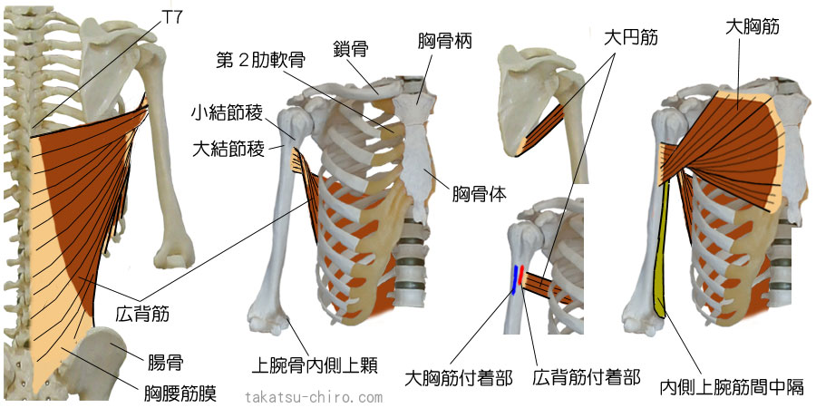 スーパフィシャル・フロント・アームライン、上肢前側浅層の筋膜ライン、鎖骨、胸骨柄、胸骨体、第2肋軟骨、大胸筋、大結節稜、第7胸椎、胸腰筋膜、腸骨、広背筋、大円筋、小結節稜、内側上腕筋間中隔、内側上顆