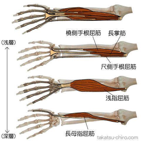 スーパフィシャル・フロント・アームライン、上肢前側浅層の筋膜ライン、前腕から手の部位、橈側手根屈筋、長母指屈筋、長掌筋、浅指屈筋、尺側手根屈筋