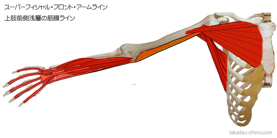 スーパフィシャル・フロント・アームライン、上肢前側浅層の筋膜ライン