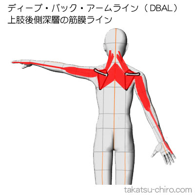 ディープ・バック・アームライン、上肢後側深層の筋膜ライン