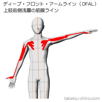 ディープ・フロント・アームライン、上肢前側深層の筋膜ライン