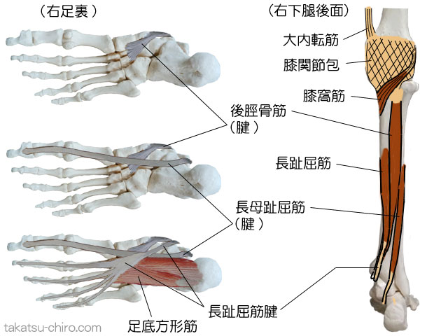 ディープ・フロント・ライン、大腿骨内側上顆～足趾、大内転筋、膝関節包、膝窩筋、後脛骨筋、長趾屈筋、長母趾屈筋