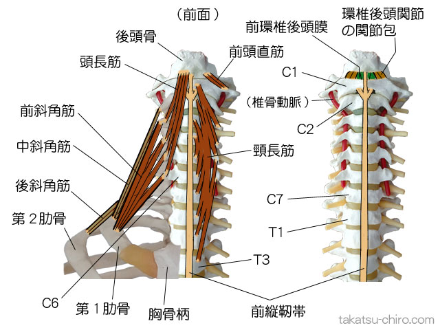 ディープ・フロント・ライン、頭部から首の後部、後頭骨、環椎、前頭直筋、前縦靭帯、頭長筋、頸長筋