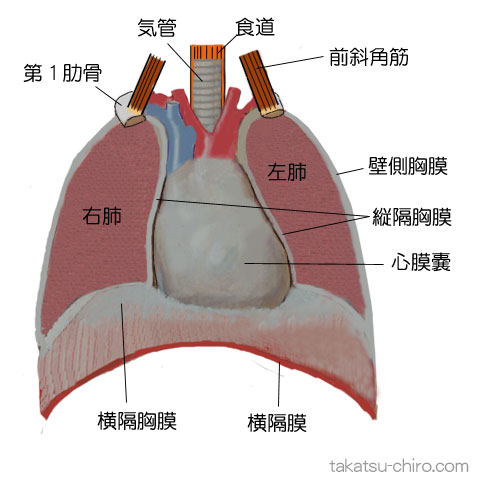 ディープ・フロント・ライン、胸部の中部、縦隔胸膜、肺、壁側胸膜、心膜嚢、横隔膜