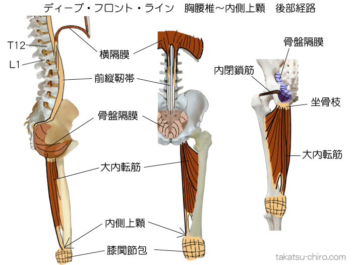 ディープ・フロント・ライン、胸腰椎椎体～大腿骨内側上顆の後部