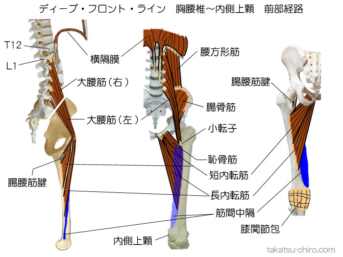 ディープ・フロント・ライン、胸腰椎椎体～大腿骨内側上顆の前部
