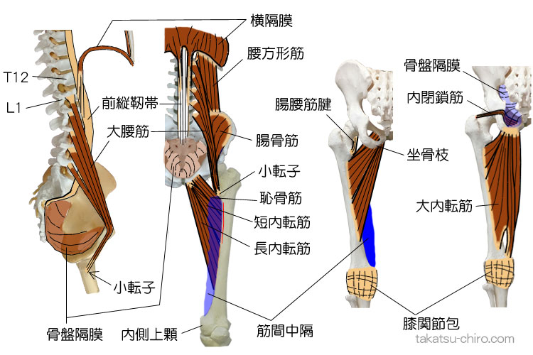 ディープ・フロント・ライン、胸部の後部、胸腰椎椎体～大腿骨内側上顆