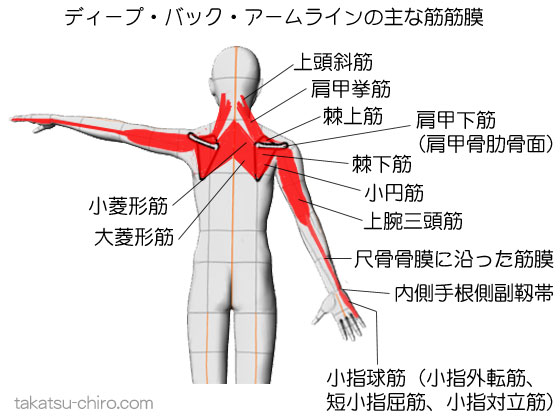 ディープ・バック・アームラインの主な筋筋膜