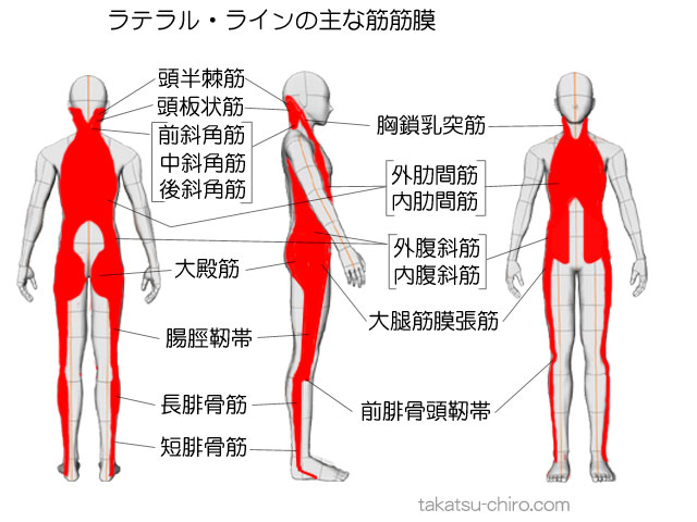 ラテラル・ラインの主な筋筋膜