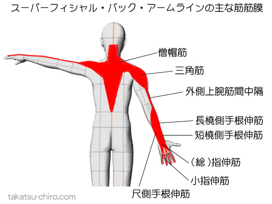 スーパフィシャル・バック・アームラインの主な筋筋膜