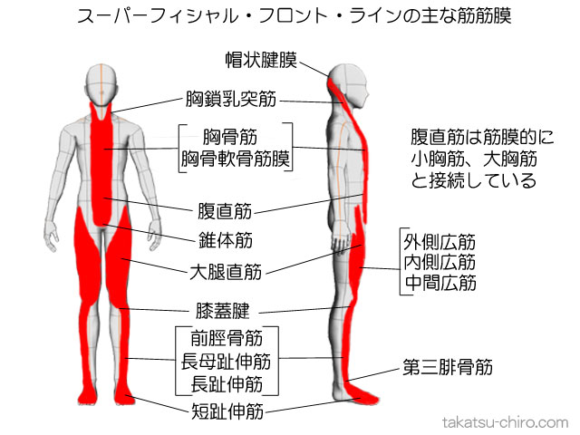 スーパーフィシャル・フロント・ラインの主な筋筋膜