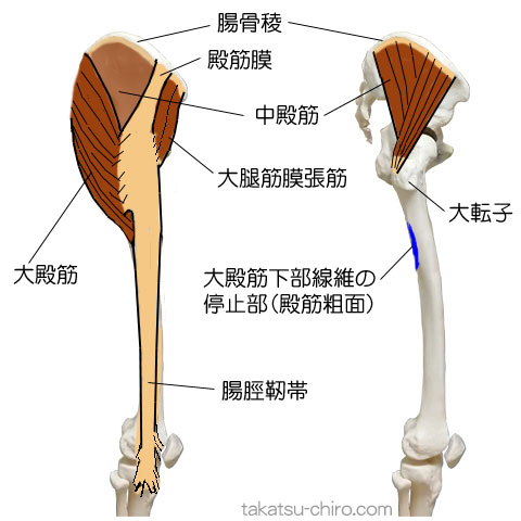 ラテラル・ライン、大殿筋、中殿筋、大腿筋膜張筋、腸脛靭帯