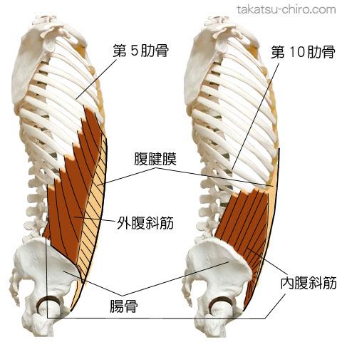 ラテラル・ライン、第5肋骨、第10肋骨、内腹斜筋、外腹斜筋、腸骨
