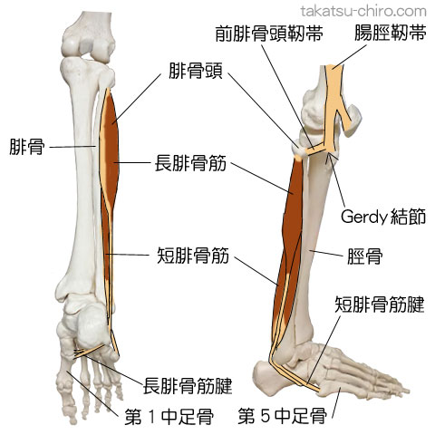 ラテラル・ライン、Gerdy結節、脛骨、腓骨、前腓骨頭靭帯、長腓骨筋、短腓骨筋、第1中足骨、第5中足骨