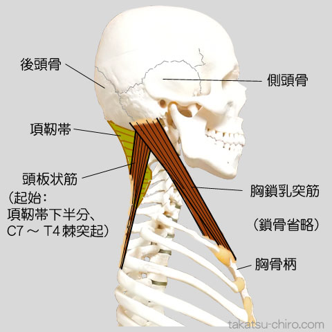 ラテラル・ライン、後頭骨、側頭骨、頭板状筋、胸鎖乳突筋、胸骨柄、鎖骨