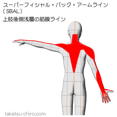 スーパフィシャル・バック・アームライン、上肢後側浅層の筋膜ライン