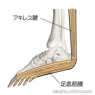 スーパーフィシャル・バック・ライン、アキレス腱と足底筋膜の繋がり
