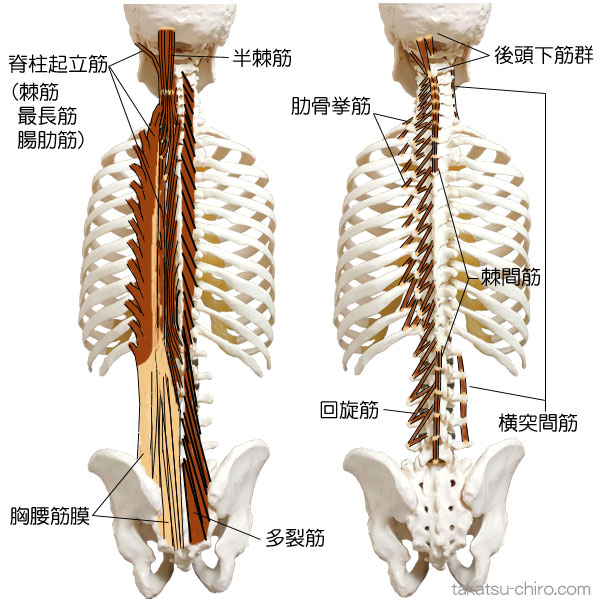 スーパーフィシャル・バック・ライン、脊柱起立筋、横突間筋、回旋筋、棘間筋、肋骨挙筋、多裂筋、半棘筋、最長筋、腸肋筋