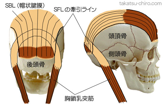 スーパーフィシャル・バック・ライン(SBL)とスーパーフィシャル・フロント・ライン(SFL)の関係、後頭部で筋膜が融合