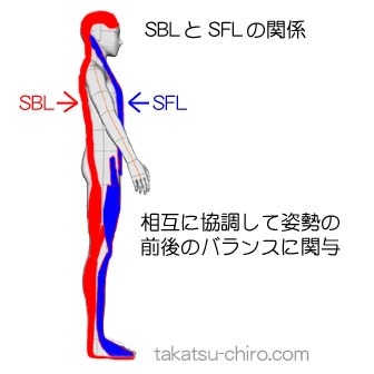 スーパーフィシャル・フロント・ライン(SFL)とスーパーフィシャル・バック・ライン(SBL)の関係