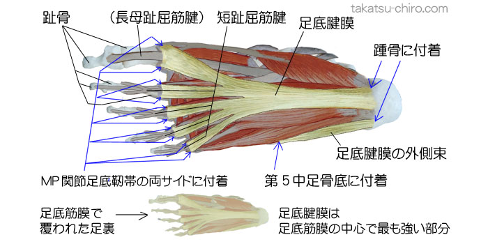 スーパーフィシャル・バック・ライン、踵骨、足底筋膜、足底腱膜、短趾屈筋、趾骨