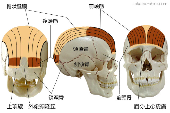 スーパーフィシャル・バック・ライン、前頭筋、前頭骨、帽状腱膜、後頭筋、後頭骨