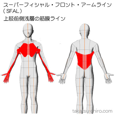 スーパフィシャル・フロント・アームライン、上肢前側浅層の筋膜ライン