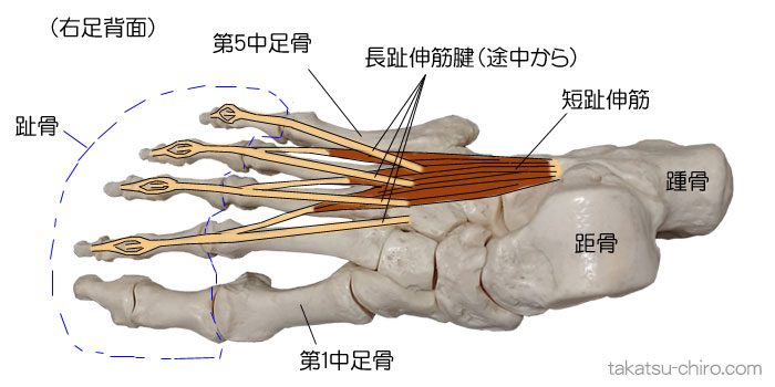 スーパーフィシャル・フロント・ライン、短趾伸筋、第五中足骨、第一中足骨、趾骨