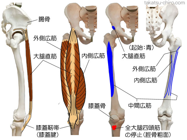 スーパーフィシャル・フロント・ライン、腸骨、大腿直筋、外側広筋、内側広筋、中側広筋、膝蓋骨、膝蓋靭帯（膝蓋腱）