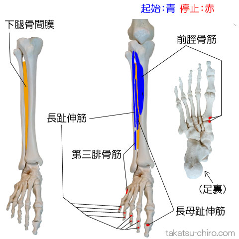 スーパーフィシャル・フロント・ライン、前脛骨筋、長趾伸筋、長母趾伸筋、第三腓骨筋骨の起始と停止