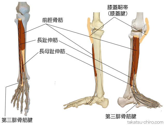スーパーフィシャル・フロント・ライン、前脛骨筋、長趾伸筋、長母趾伸筋、第三腓骨筋骨
