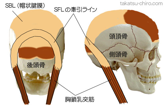 スーパーフィシャル・フロント・ライン(SFL)とスーパーフィシャル・バック・ライン(SBL)の関係、後頭部で筋膜が融合