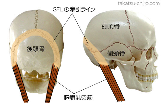 スーパーフィシャル・フロント・ライン、頭頂骨、後頭骨、側頭骨、胸鎖乳突筋