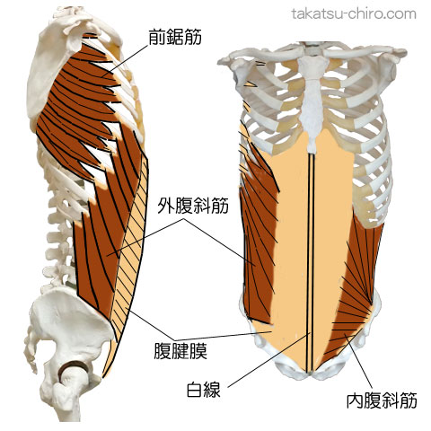 スパイラル・ライン、体幹の筋膜ライン、前鋸筋、外腹斜筋、白線、腹腱膜、内腹斜筋