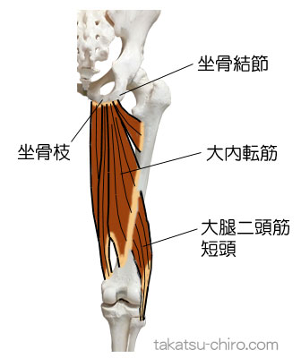スパイラル・ライン、大腿後面深部の筋膜ライン、大内転筋、大腿二頭筋短頭、坐骨枝、坐骨結節
