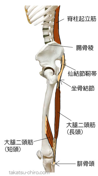 スパイラル・ライン、大腿後面の筋膜ライン、大腿二頭筋短頭、大腿二頭筋長頭、坐骨結節、仙結節靭帯