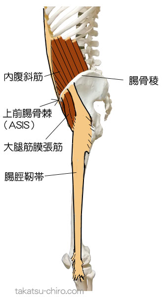 スパイラル・ライン、大腿前面の筋膜ライン、上前腸骨棘、大腿筋膜張筋、腸脛靭帯