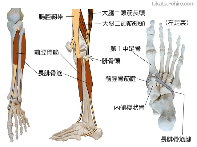 スパイラル・ライン、下腿の筋膜ライン、前脛骨筋、内側楔状骨、第1中足骨、長腓骨筋、腓骨頭