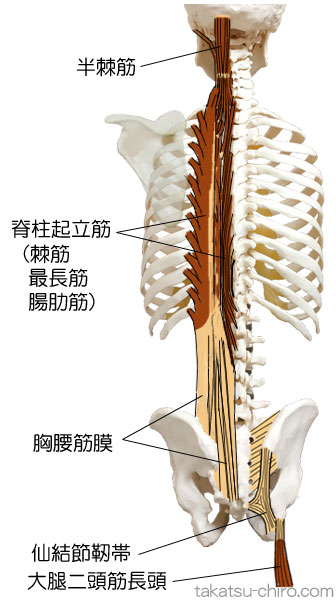 スパイラル・ライン、背中の筋膜ライン、仙結節靭帯、脊柱起立筋、大腿二頭筋長頭、坐骨結節