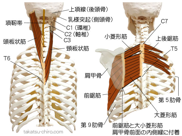 スパイラル・ライン、後頭骨から体幹にかけての筋膜ライン、後頭骨上項線、乳樣突起（側頭骨）、頭板状筋、脛板状筋、小菱形筋、大菱形筋、上後鋸筋、肩甲骨、前鋸筋