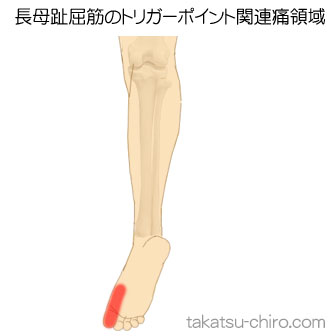 長母趾屈筋の足の痛みの領域