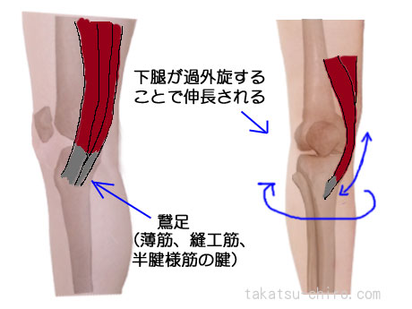 膝内側の痛み鵞足