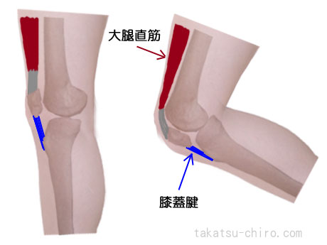 膝前下部の痛み膝蓋腱と大腿直筋